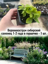 Вероникаструм сибирский гигант многолетник цветы саженец
