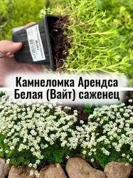 Камнеломка Арендса Белая (Вайт) многолетние цветы саженец