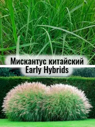 Мискантус китайский Эрли Гибридс - саженец