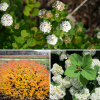 1658454418_45-mykaleidoscope-ru-p-spireya-berezolistnaya-v-landshaftnom-diza-45
