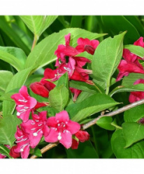 saghency-veygela-tsvetushchaya-newport-red-3