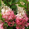 gortenzija-metelchataja-pinky-winky