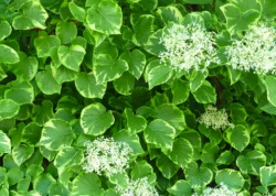 4-Climbing-Hydrangea-Miranda