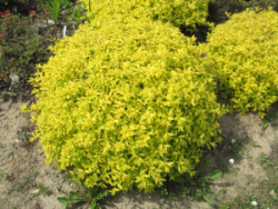 Спирея японская Goldmound (Голдмаунд)
