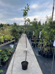 FB5AEE0B-FEBA-4D27-99C1-DCAF07CC