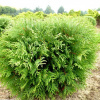 38 Thuja-occidentalis-Woodwardii